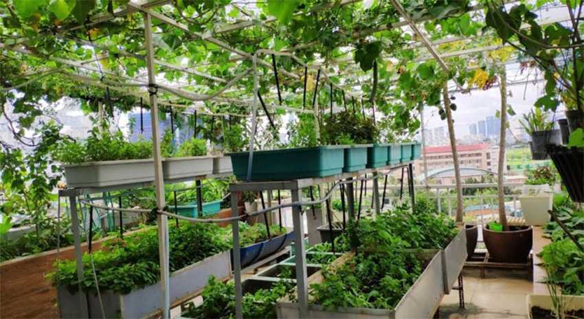 Vườn rau trong sân vườn nhà